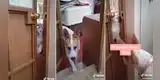 Mascotas interrumpen a su dueña en el baño para que los deje pasar a acompañarla [VIDEO]