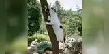 Gatita rescata a su cría cuando el pequeño se encontraba en peligro [VIDEO]