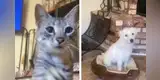 Astuto gato trolea a su ‘amigo’ el perro y le demuestra quién manda en el hogar [VIDEO]