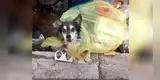 Joven rescata a un perrito luego de encontrarlo amarrado en una bolsa en la basura [VIDEO]