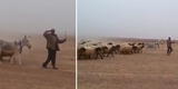 Hombre marcha junto a su ganado y usuarios lo comparan con desfile militar [VIDEO]
