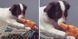 Perrita se pone triste al darse cuenta le sacó la cabeza a su pollo de juguete favorito [VIDEO]