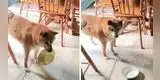 Perro se enoja con su dueña y le 'exige' que le sirva más comida con divertido berrinche [VIDEO]