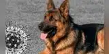 El primer perro en dar positivo al coronavirus murió en Estados Unidos
