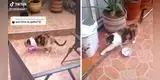 Gato finge estar lastimado de una pata para llamar la atención de su dueña [VIDEO]