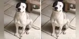 Perro es regañado por su dueño tras travesura y can le contesta con una sonrisa [VIDEO]