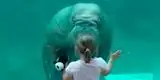 TikTok: Amistosa morsa manda beso volado a niña y asombra a cibernautas [VIDEO]