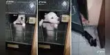 Traviesos perros ingresan a la casa de su 'amigo' y escena se vuelve viral [VIDEO]