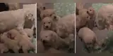 Madre regaña a sus cachorros por traviesos y estos reaccionan de una peculiar manera [VIDEO]