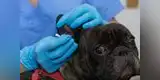 Mascotas: ¿Cómo tratar la otitis en los perros?