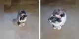 Gato se niega a atrapar un ratón y termina haciéndose su 'amigo' [VIDEO]