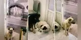 Joven protege a perros callejeros de la lluvia y se gana el aplauso de miles en TikTok [VIDEO]