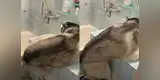 Perro no quiere bañarse y protagoniza divertido momento con su dueña [VIDEO]