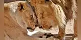 Pareja de leones sacrificados al mismo tiempo conmueven en Facebook [FOTOS]