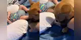 Perrito protege al bebé de su dueño y no deja que nadie se le acerque [VIDEO]