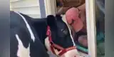 Vaca busca a su dueño en su casa y protagoniza conmovedora escena junto a él [VIDEO]