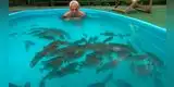 Hombre se metió a una piscina llena de pirañas y cuenta su experiencia [VIDEO]