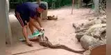 Hombre descubre que su gallo favorito había sido devorado por una pitón gigante [VIDEO]