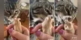 Gato conoce al nuevo hámster de la familia e intenta comérselo en la presentación [VIDEO]