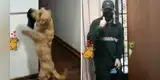 Perro ve que su amo se olvida su mascarilla y corre a traérselo antes de que salga a la calle [VIDEO]