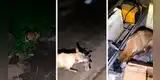 Heroica perrita conmueve al salvar a sus cachorros de ahogarse [VIDEO]