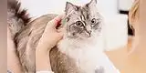 Mascotas: Entiende el lenguaje corporal de tu gato
