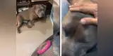 Perro rompe el ventilador de su dueño y tiene conmovedora reacción al ser regañado [VIDEO]