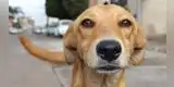 Maltrato animal: Amordazan a un perro hasta asfixiarlo y lo graban para enviar el video
