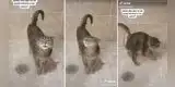 Gato se baña en la ducha como si fuese un humano y escena se vuelve viral [VIDEO]