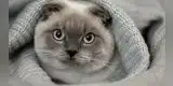 Día internacional del gato: 7 razones para tener un felino en casa [FOTOS]