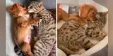 TikTok: Gatito abraza a perrito como si fuera su hermano [VIDEO]