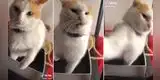 Joven tiene acalorada 'discusión' con su gato y escena hace reír a miles en TikTok [VIDEO]