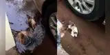 Un perrito salió a dar un paseo y regresó con una gatita que había rescatado [VIDEO]