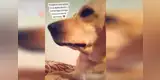 Perrito es regañado por una travesura y corre a los brazos de su dueña llorando [VIDEO]