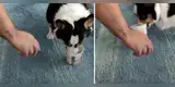 Perro come helado y dueño se acerca para que le ‘invite’, pero se niega con cómica actitud [VIDEO]
