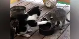 Gato se incomoda con mapache por robarse su comida y ambos protagonizan cómica escena [VIDEO]