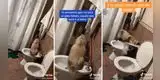 Joven descubre que su gato usa el inodoro y que 'oculta' el olor con papel higiénico [VIDEO]