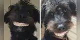 Perrito se 'roba' la dentadura postiza de su dueña y su apariencia hace reír a miles [VIDEO]