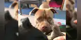 Pitbull encuentra un pájaro herido y preocupado lo lleva a su dueña para que lo cure [FOTOS]