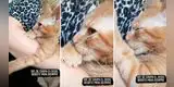 Gatito “se chupa el dedo” como un bebé y las redes estallan de ternura [VIDEO]