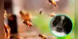 Perro arriesgó su propia vida para salvar a familia de un ataque de enjambre de abejas [FOTOS]