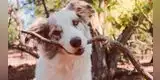 Perrito no duerme en las noches a menos que su “mamá humana” lo arrope [VIDEO]