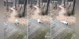 Cabra se 'desmaya' al ser descubierta invadiendo la casa de una joven [VIDEO]