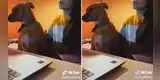 Perrita se queda dormida en la clase online de su dueña y momento es viral en redes [VIDEO]