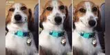 Perro descubre que está siendo grabado y le dedica una tierna ‘sonrisa’ a su dueño [VIDEO]