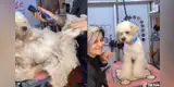 Perrito abandonado es sometido a un cambio de look y sorprende con increíble resultado [VIDEO]