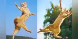 Gatito hipnotiza a miles con peculiar movimiento de cabeza y causa furor en YouTube [VIDEO]