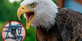 Estados Unidos: Águila calva manda al agua a dron en pleno vuelo