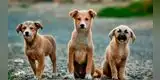 Repartidor de golosinas alimenta a los perritos de la calle y se vuelve viral [FOTOS]