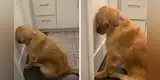 Joven descubre la travesura de su perro en el baño y este tiene singular reacción [VIDEO]